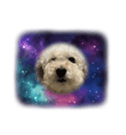 無重力の犬Zero-Gravity Dog（個別スタンプ：2）