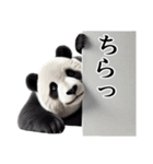【無気力】パンダーク（個別スタンプ：13）