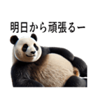 【無気力】パンダーク（個別スタンプ：17）