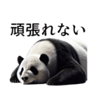 【無気力】パンダーク（個別スタンプ：18）