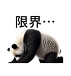 【無気力】パンダーク（個別スタンプ：21）