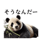 【無気力】パンダーク（個別スタンプ：24）