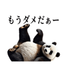 【無気力】パンダーク（個別スタンプ：25）