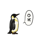 【動く】ふるえるペンギン（個別スタンプ：6）