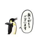 【動く】ふるえるペンギン（個別スタンプ：10）