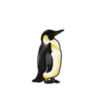 【動く】ふるえるペンギン（個別スタンプ：13）