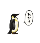 【動く】ふるえるペンギン（個別スタンプ：14）
