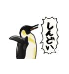 【動く】ふるえるペンギン（個別スタンプ：15）