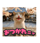 飛び出す★リアル猫にズームイン！（個別スタンプ：8）