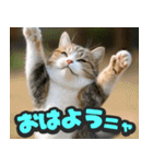 飛び出す★リアル猫にズームイン！（個別スタンプ：9）