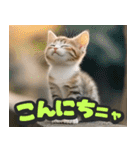 飛び出す★リアル猫にズームイン！（個別スタンプ：11）