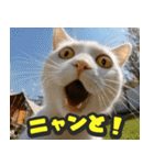 飛び出す★リアル猫にズームイン！（個別スタンプ：13）
