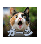 飛び出す★リアル猫にズームイン！（個別スタンプ：15）