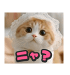 飛び出す★リアル猫にズームイン！（個別スタンプ：17）