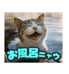 飛び出す★リアル猫にズームイン！（個別スタンプ：22）