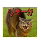 飛び出す★リアル猫にズームイン！（個別スタンプ：24）