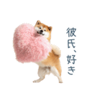 毎日使える実写しば犬彼女【かわいい】（個別スタンプ：1）