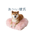 毎日使える実写しば犬彼女【かわいい】（個別スタンプ：2）