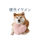 毎日使える実写しば犬彼女【かわいい】（個別スタンプ：3）