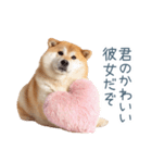 毎日使える実写しば犬彼女【かわいい】（個別スタンプ：4）