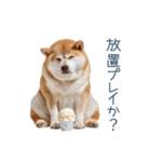 毎日使える実写しば犬彼女【かわいい】（個別スタンプ：5）