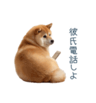 毎日使える実写しば犬彼女【かわいい】（個別スタンプ：7）