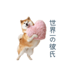 毎日使える実写しば犬彼女【かわいい】（個別スタンプ：8）