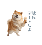 毎日使える実写しば犬彼女【かわいい】（個別スタンプ：9）