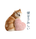 毎日使える実写しば犬彼女【かわいい】（個別スタンプ：10）