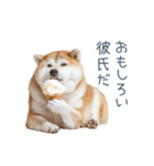 毎日使える実写しば犬彼女【かわいい】（個別スタンプ：11）