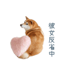 毎日使える実写しば犬彼女【かわいい】（個別スタンプ：12）