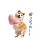 毎日使える実写しば犬彼女【かわいい】（個別スタンプ：13）