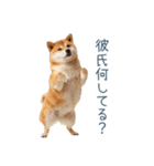 毎日使える実写しば犬彼女【かわいい】（個別スタンプ：15）