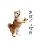 毎日使える実写しば犬彼女【かわいい】（個別スタンプ：16）