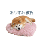 毎日使える実写しば犬彼女【かわいい】（個別スタンプ：17）
