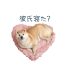 毎日使える実写しば犬彼女【かわいい】（個別スタンプ：18）