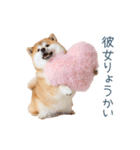 毎日使える実写しば犬彼女【かわいい】（個別スタンプ：19）