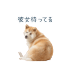 毎日使える実写しば犬彼女【かわいい】（個別スタンプ：20）