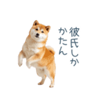 毎日使える実写しば犬彼女【かわいい】（個別スタンプ：21）