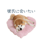 毎日使える実写しば犬彼女【かわいい】（個別スタンプ：22）