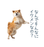 毎日使える実写しば犬彼女【かわいい】（個別スタンプ：23）