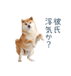 毎日使える実写しば犬彼女【かわいい】（個別スタンプ：26）