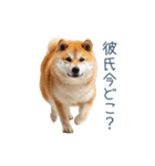 毎日使える実写しば犬彼女【かわいい】（個別スタンプ：28）