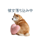 毎日使える実写しば犬彼女【かわいい】（個別スタンプ：29）