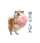 毎日使える実写しば犬彼女【かわいい】（個別スタンプ：30）