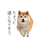 毎日使える実写しば犬彼女【かわいい】（個別スタンプ：32）