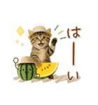 ▶動く癒しにゃんこの「夏」の毎日（個別スタンプ：1）