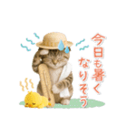 ▶動く癒しにゃんこの「夏」の毎日（個別スタンプ：14）