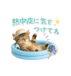▶動く癒しにゃんこの「夏」の毎日（個別スタンプ：17）
