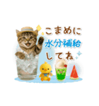 ▶動く癒しにゃんこの「夏」の毎日（個別スタンプ：19）